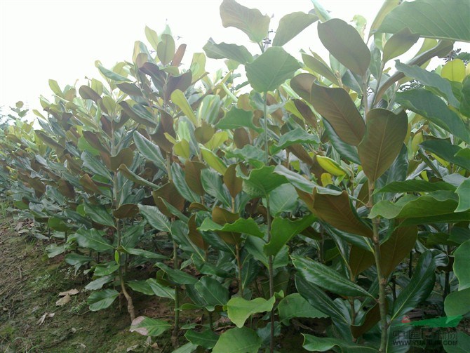 2014年重慶廣玉蘭圖片，上海廣玉蘭圖片，山東廣玉蘭圖片 