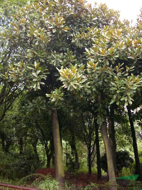 2014年上海廣玉蘭圖片，山東廣玉蘭圖片，江西廣玉蘭圖片