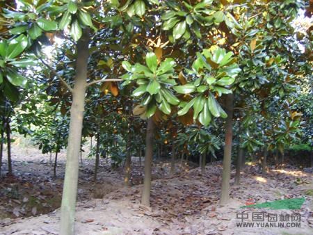  2014年江西廣玉蘭圖片，山東廣玉蘭圖片，河南廣玉蘭圖片