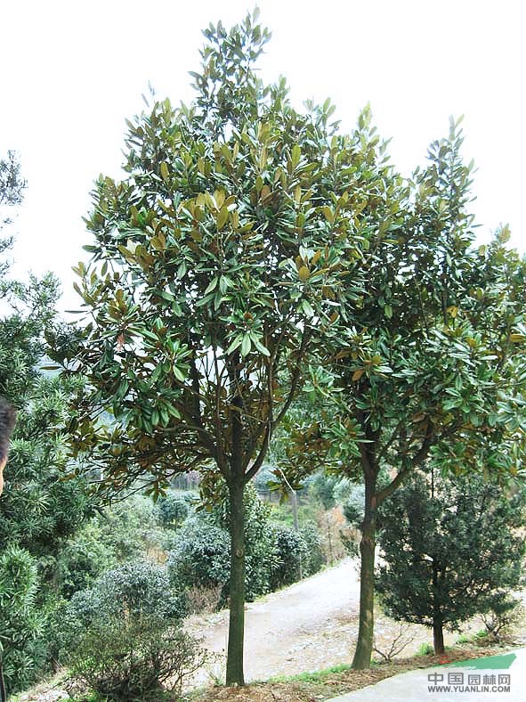 2014年云南廣玉蘭圖片，昆明廣玉蘭圖片，江蘇廣玉蘭圖片