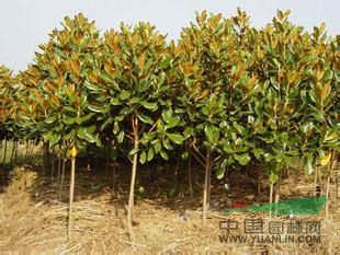 2014年福建廣玉蘭圖片，甘肅廣玉蘭圖片，大連廣玉蘭圖片