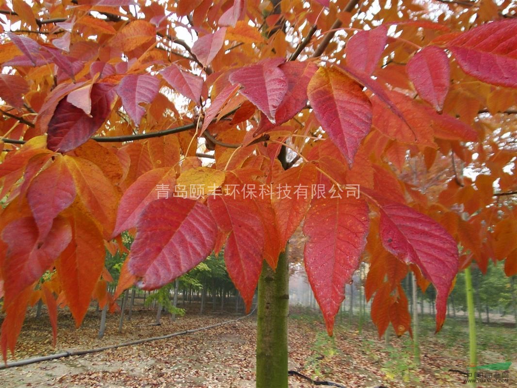 美國(guó)秋紫臘