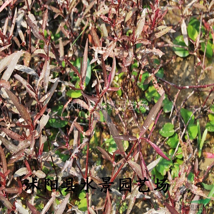 供應紅蓮子草 紅蓮子苗 沭陽紅蓮子草基地【各種地被植物】