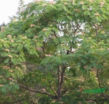 榆樹，二年冒國(guó)槐，法桐，毛白楊，速生柳，垂柳