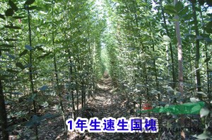 榆樹，二年冒國(guó)槐，法桐，毛白楊，速生柳，垂柳