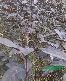 新疆出售果树苗、乌鲁木齐红叶李、大量批发紫叶稠李苗
