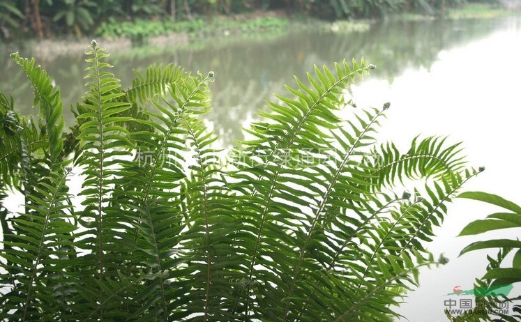 供應鳶尾、鳳尾草等地被植物