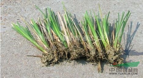 供應水生美人蕉、旱生美人蕉（紫葉美人蕉、紅花美人蕉、黃花）