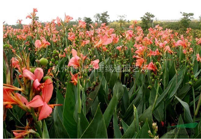 供應水生美人蕉、旱生美人蕉（紫葉美人蕉、紅花美人蕉、黃花）