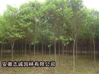 大葉女貞，桂花，石楠、香樟、櫻花、三角楓、樸樹(shù)，重陽(yáng)木，枇杷