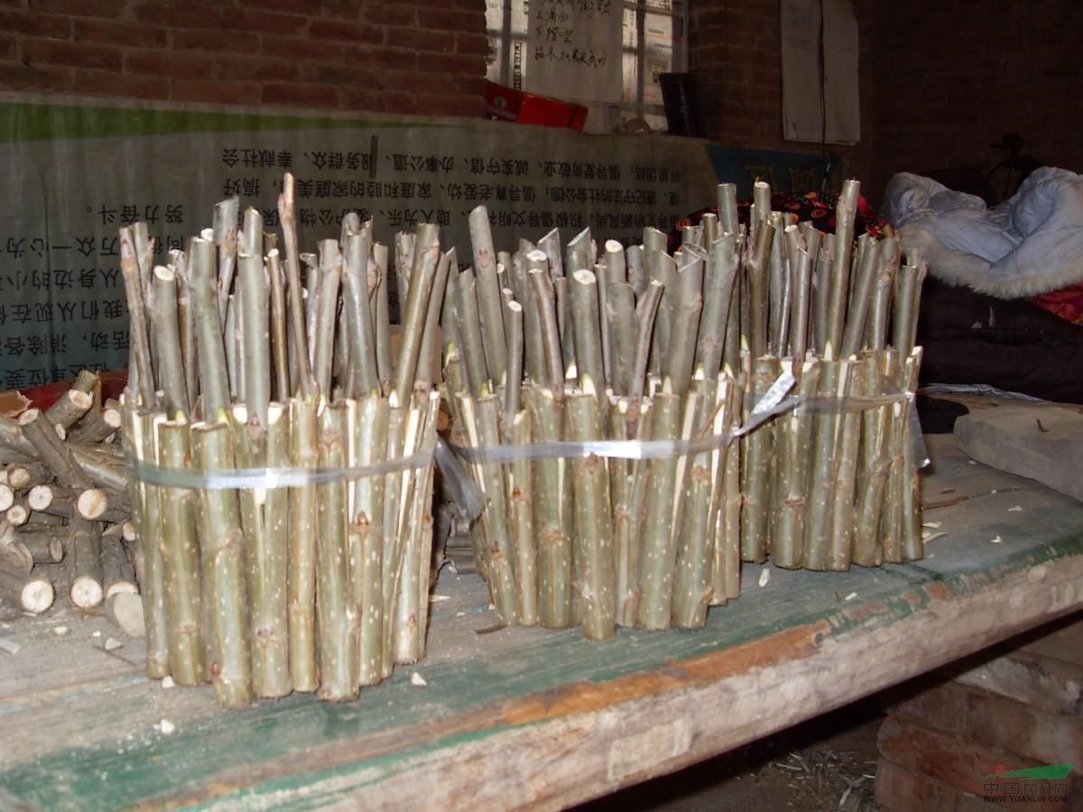 山毛白楊，刺槐，泡桐，國(guó)槐，法桐，107速生楊，垂柳，速生柳
