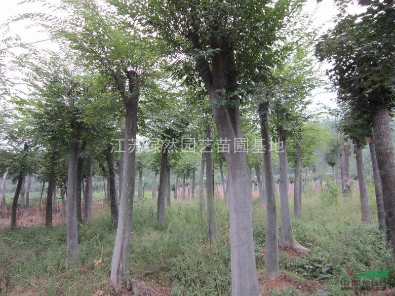 本基地特供法桐，欒樹(shù)，櫸樹(shù)，馬褂木，烏桕等大型喬木