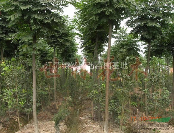本基地特供法桐，欒樹(shù)，櫸樹(shù)，馬褂木，烏桕等大型喬木