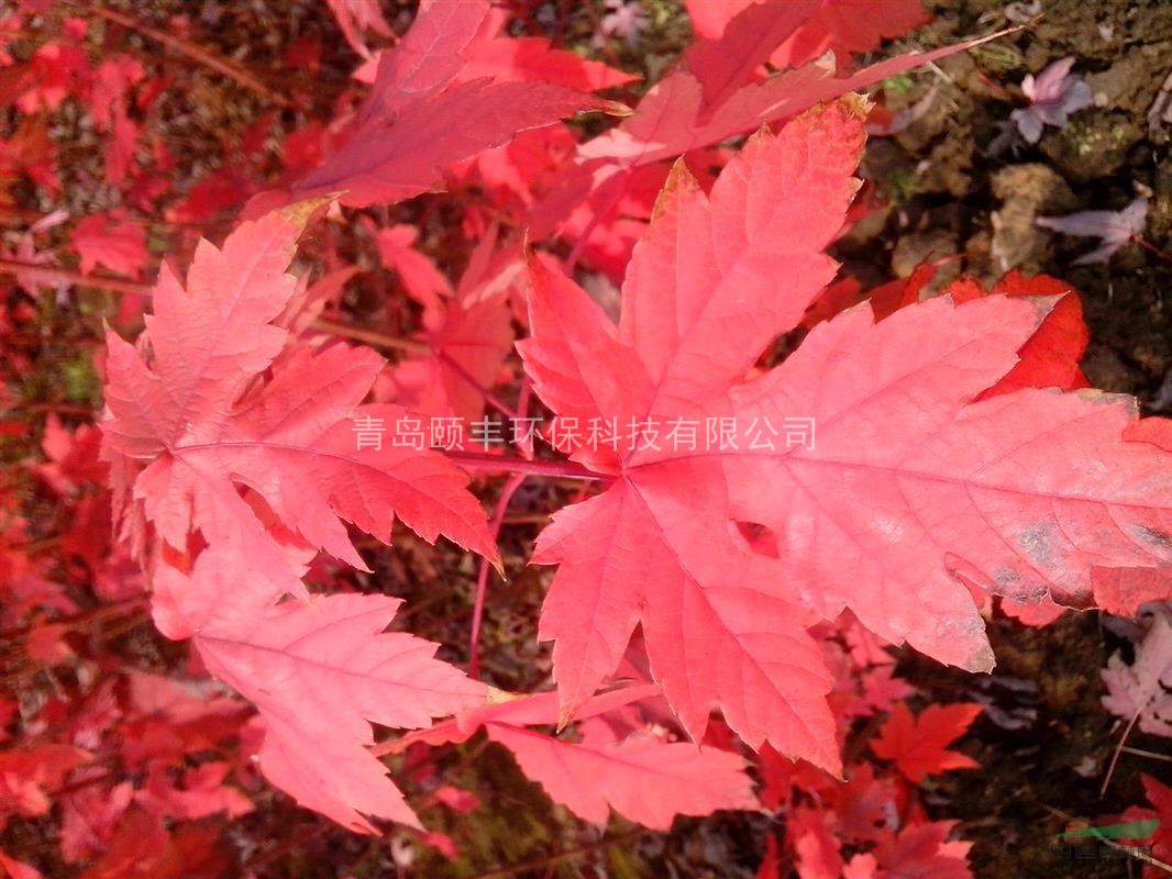 優(yōu)質(zhì)美國紅楓小苗