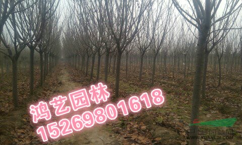 山東泰安3公分櫻花價(jià)格,4公分櫻花價(jià)格,5公分櫻花價(jià)格
