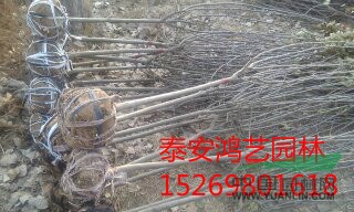 山東泰安3公分櫻花價(jià)格,4公分櫻花價(jià)格,5公分櫻花價(jià)格