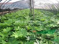 梔子花 香花 風景樹 批發(fā)苗木 綠化苗木 大葉梔子苗 小葉梔