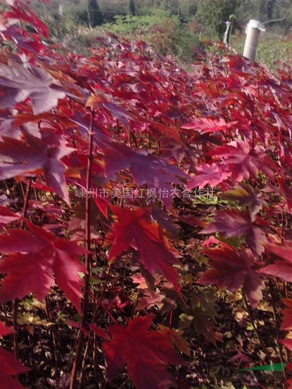 美国红枫秋火焰扦插苗
