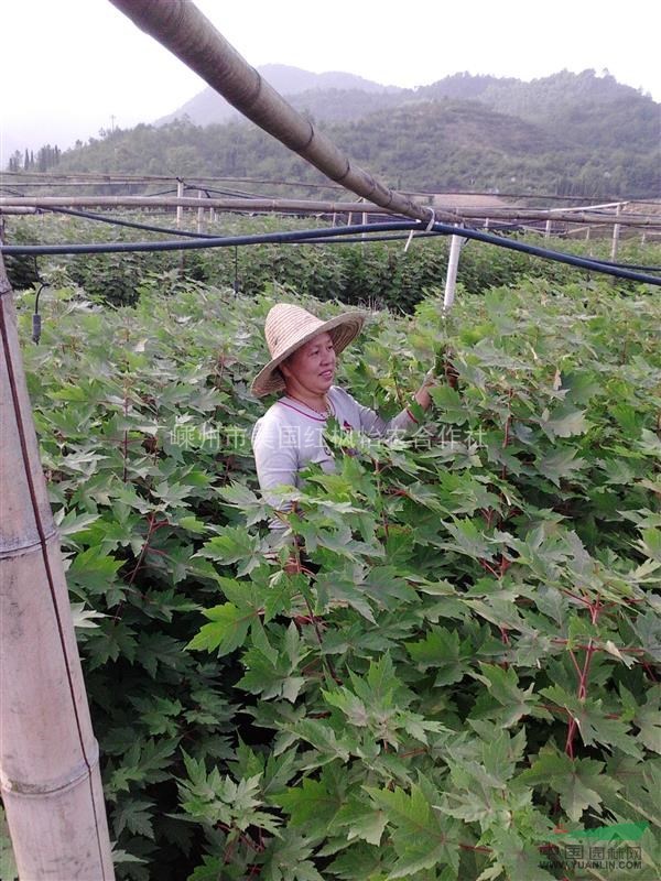 美国红枫秋火焰扦插苗