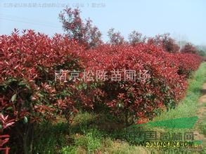 冠12紅葉石楠球報價南京紅葉石楠價格