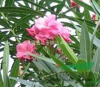 夾竹桃 