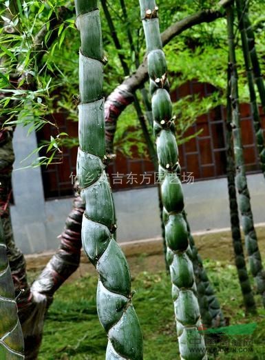 龜甲竹，龜甲竹供應(yīng)，龜甲竹價(jià)格，龜甲竹圖片