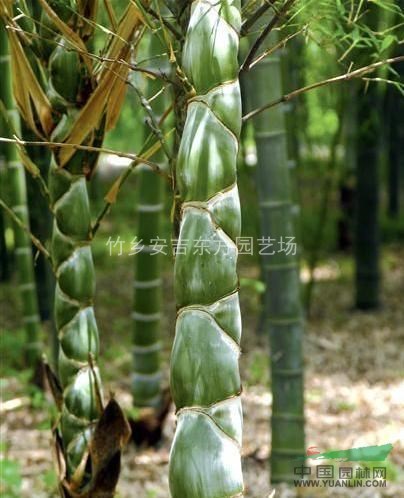 龜甲竹，龜甲竹供應(yīng)，龜甲竹價(jià)格，龜甲竹圖片
