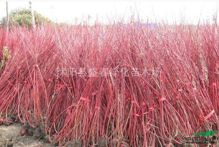 供應(yīng)景觀灌木紅瑞木，又名紅梗木、涼子木