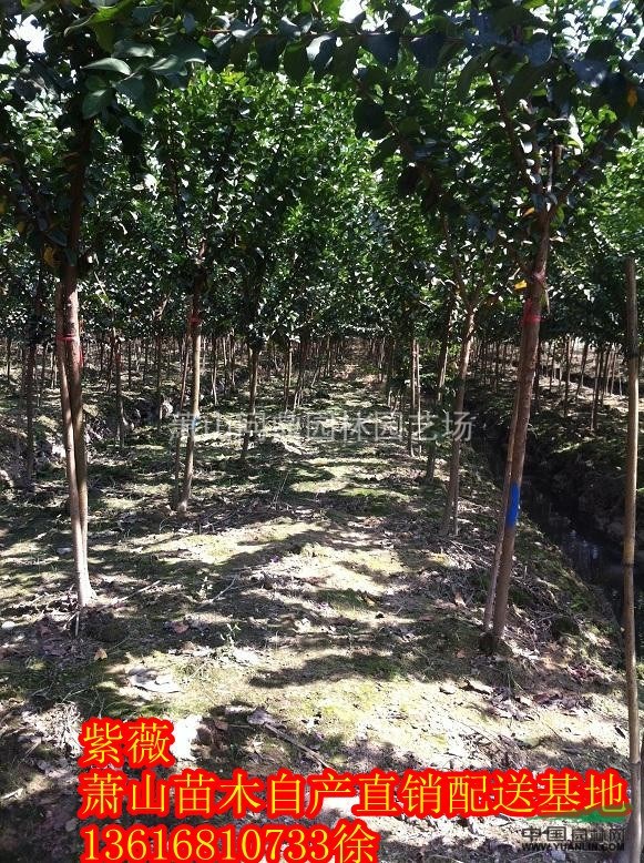 蕭山苗木一站式供應(yīng)鏈服務(wù)商：紫薇/碧桃/海棠/櫻花/玉蘭紅楓