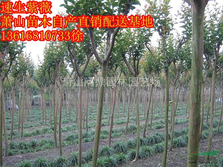 蕭山苗木一站式供應(yīng)鏈服務(wù)商：紫薇/碧桃/海棠/櫻花/玉蘭紅楓