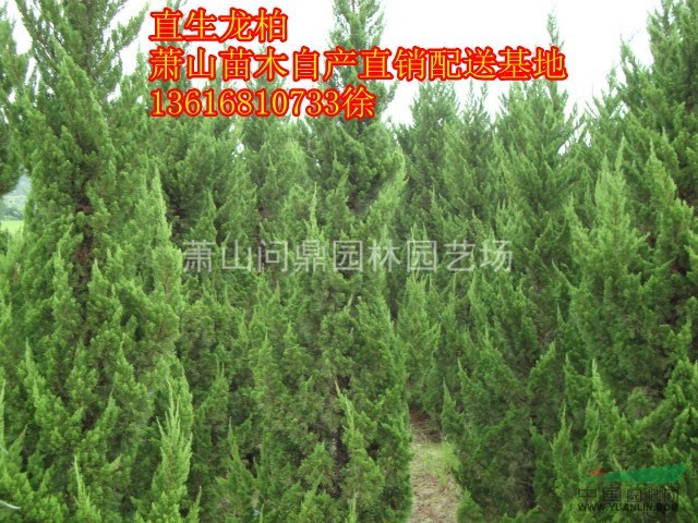 蕭山苗木一站式集成供應(yīng)商：龍柏/會(huì)柏/鋪地柏/灑金柏水蠟錦帶