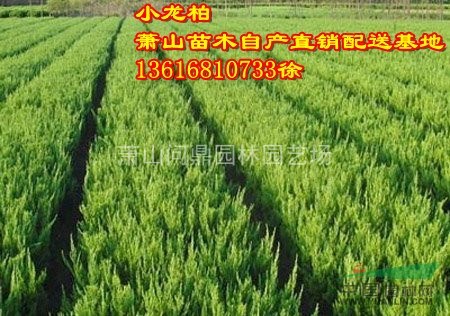 蕭山苗木一站式集成供應(yīng)商：龍柏/會(huì)柏/鋪地柏/灑金柏水蠟錦帶
