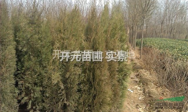 2014年北京绿化苗木价格参考北京开元苗圃提供
