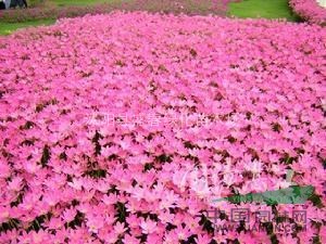 供應(yīng) 蔥蘭 紅花蔥蘭價(jià)格 紅花蔥蘭規(guī)格