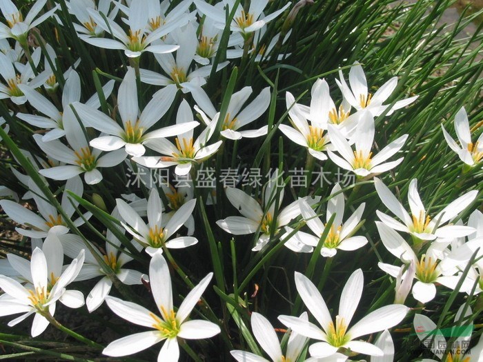供應(yīng) 蔥蘭 紅花蔥蘭價(jià)格 紅花蔥蘭規(guī)格