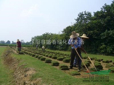 供應(yīng)各種進(jìn)口草坪種子 狗牙根草種 狗牙根草坪供應(yīng)商