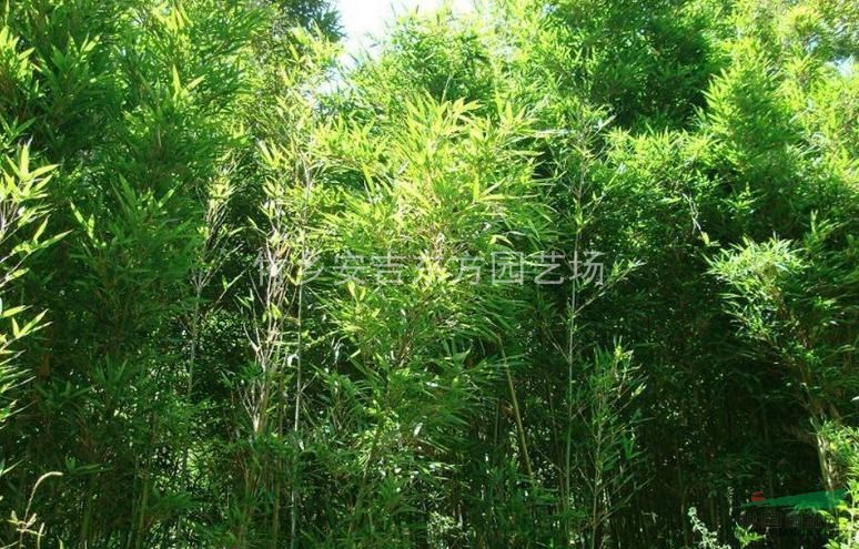 烏哺雞竹，黃桿烏哺雞竹，黃桿烏哺雞竹價格，黃桿烏哺雞竹供應(yīng)
