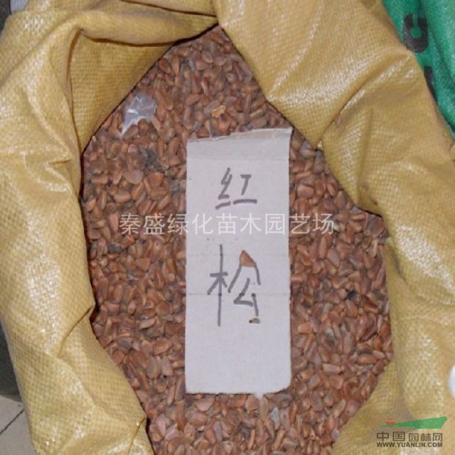 美國紅楓種子