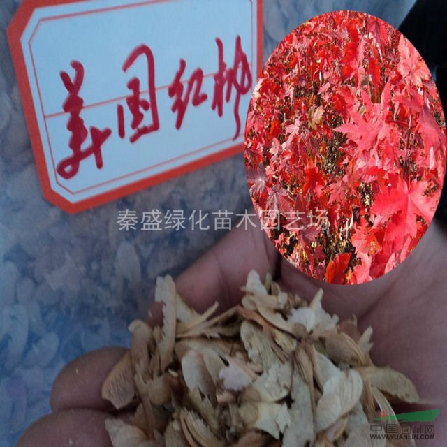 美國紅楓種子