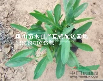 浙江蕭山供應大花金雞菊直銷報價