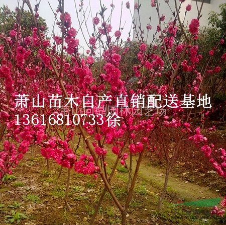 浙江地區(qū)花葉玉簪直銷供應(yīng)報價