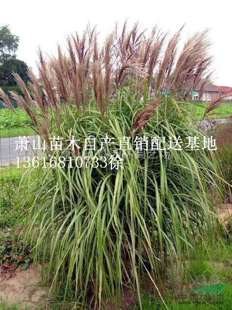 浙江地區(qū)芒草直銷供應(yīng)