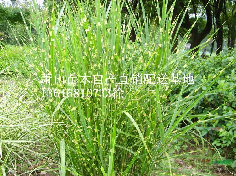 浙江地區(qū)芒草直銷供應(yīng)