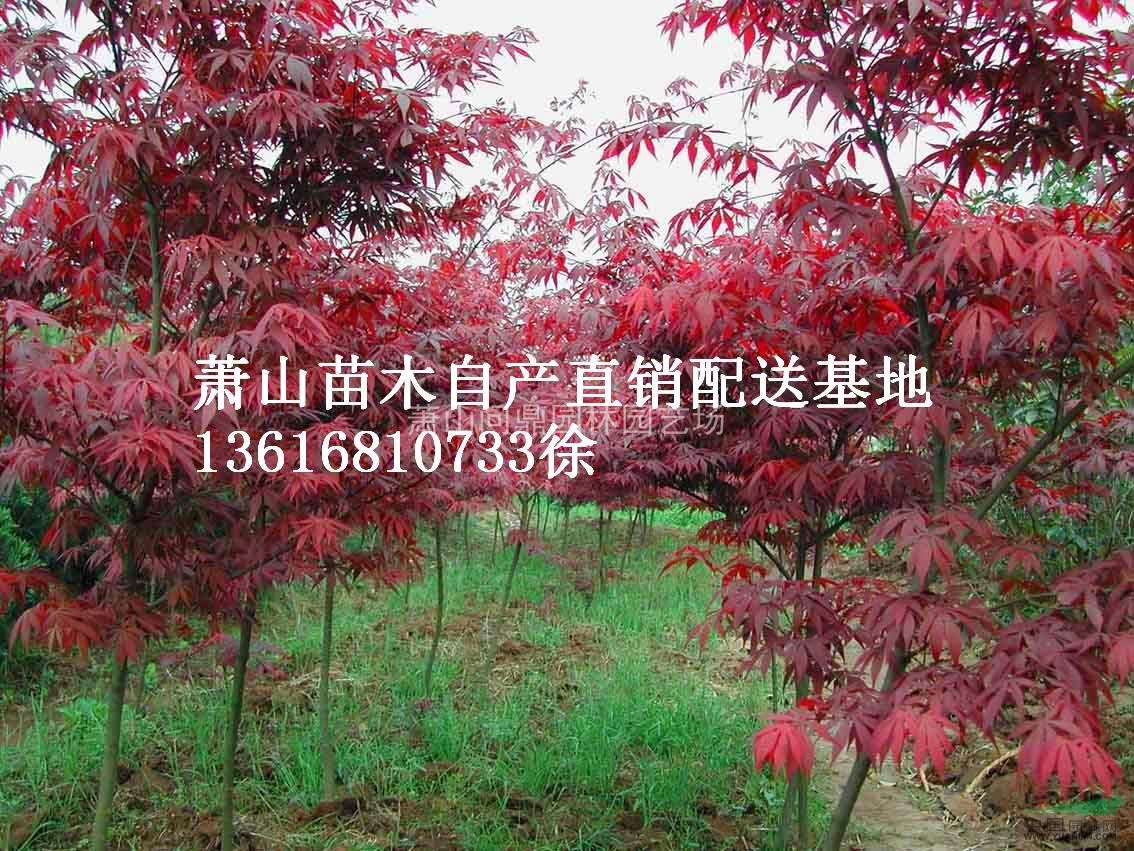 蕭山 日本紅楓中國(guó)紅楓 自產(chǎn)直銷配送基地供應(yīng)報(bào)價(jià)