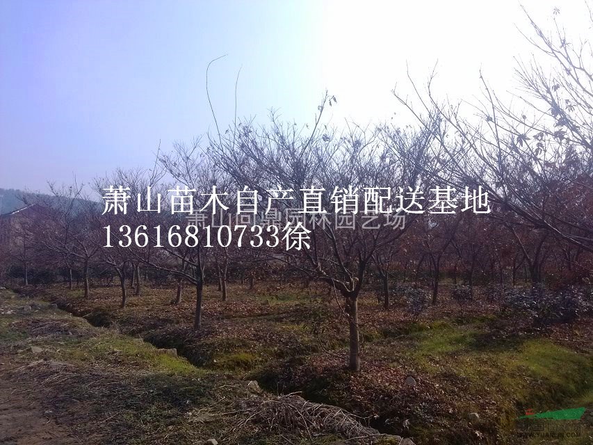 蕭山 日本紅楓中國(guó)紅楓 自產(chǎn)直銷配送基地供應(yīng)報(bào)價(jià)