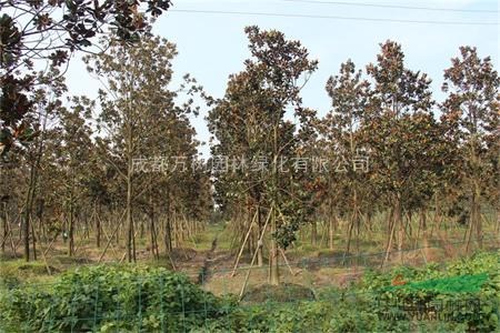 成都基地供應(yīng)廣玉蘭 規(guī)格齊全