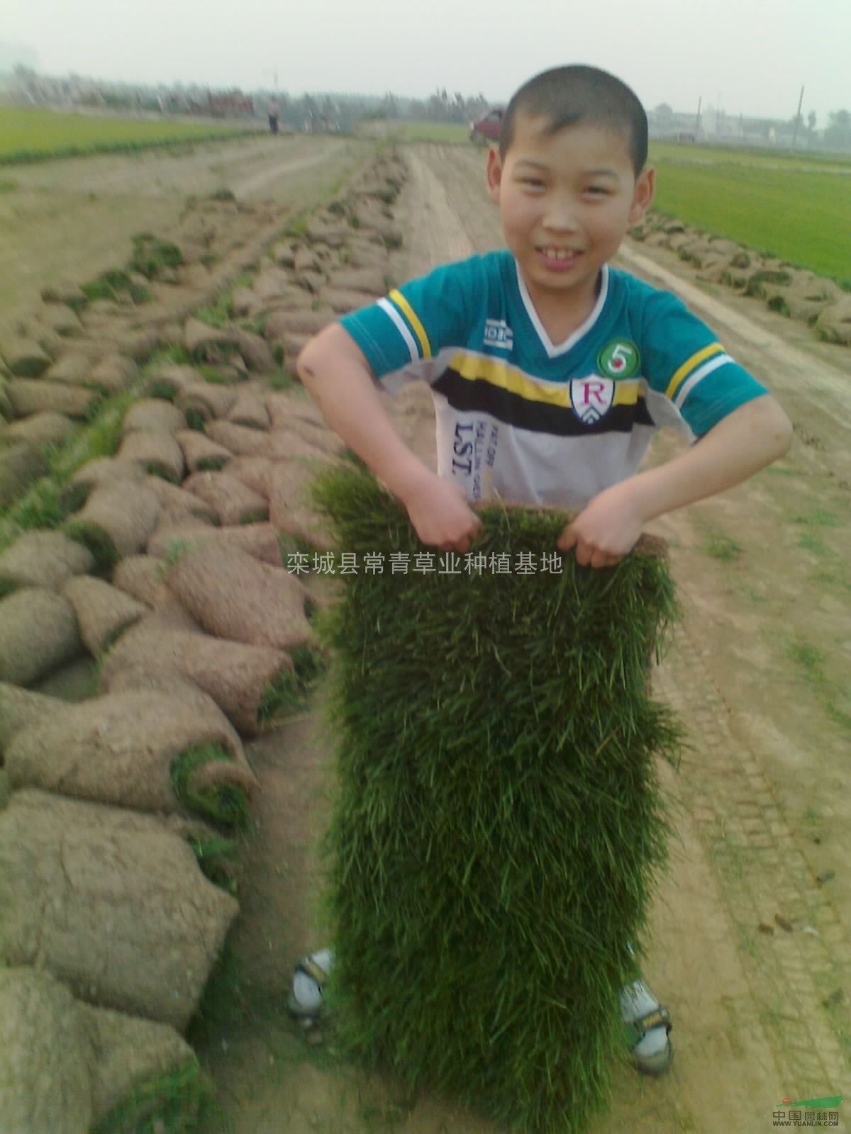冷季型草坪\冷季型草坪基地
