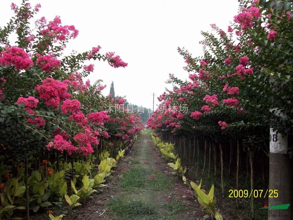  供應(yīng)雪松、蜀檜、地柏、沙地柏、扶芳藤、紅花繼木、薔薇