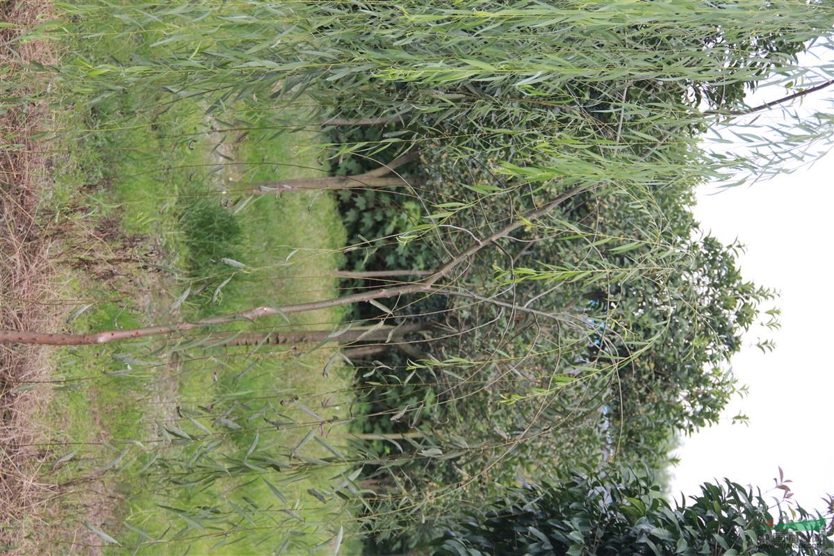 垂柳樹 長期有售  成都基地供應(yīng)