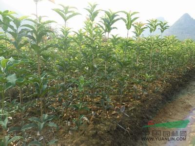 現(xiàn)在3米冠精品桂花球價格